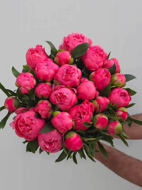Peony Love